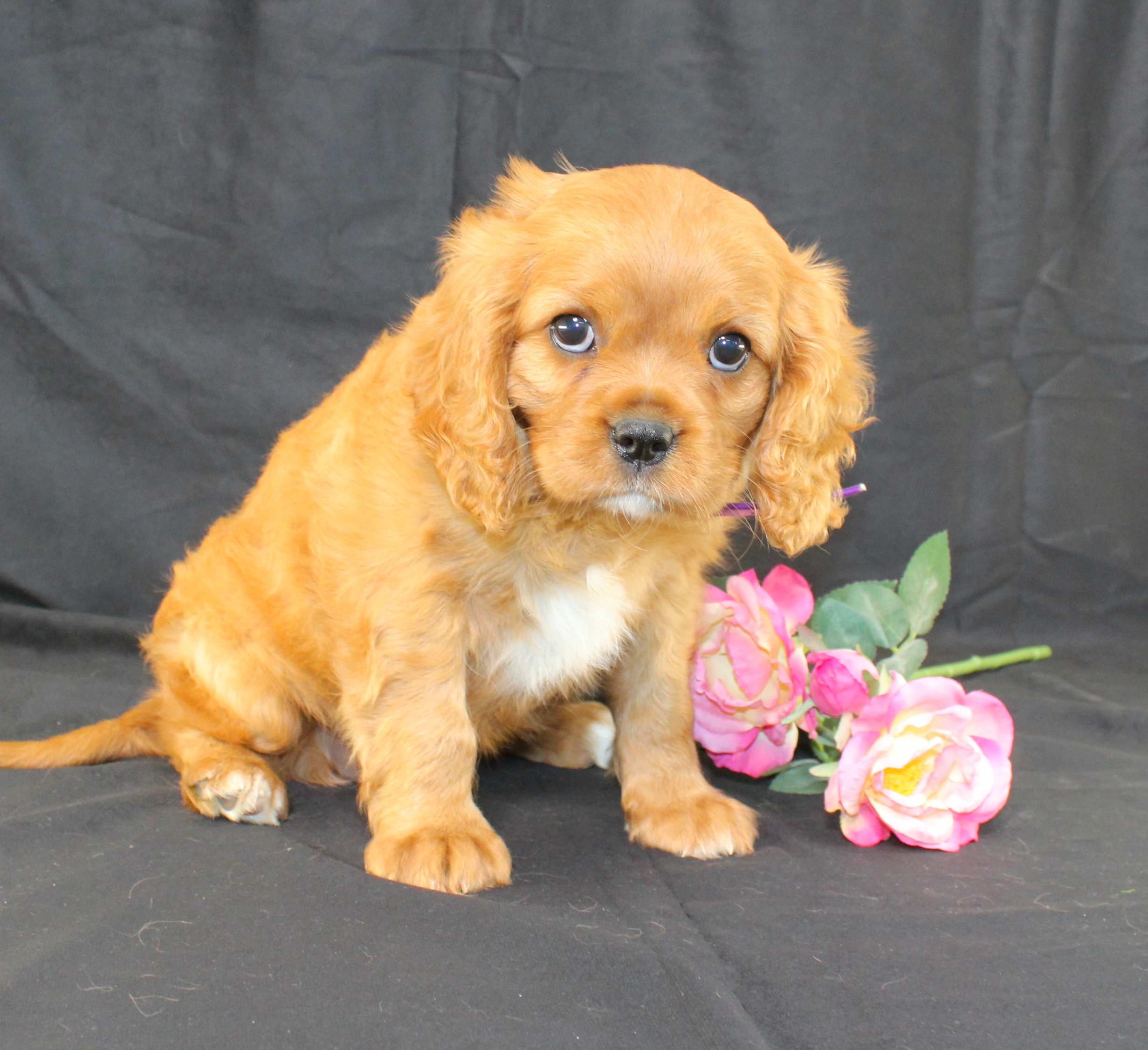 puppy, for, sale, Cavalier King Charles Spaniel, Ivan J. Stoltzfus, dog, breeder, Dornsife, PA, dog-breeder, puppy-for-sale, forsale, nearby, find, puppyfind, locator, puppylocator, aca